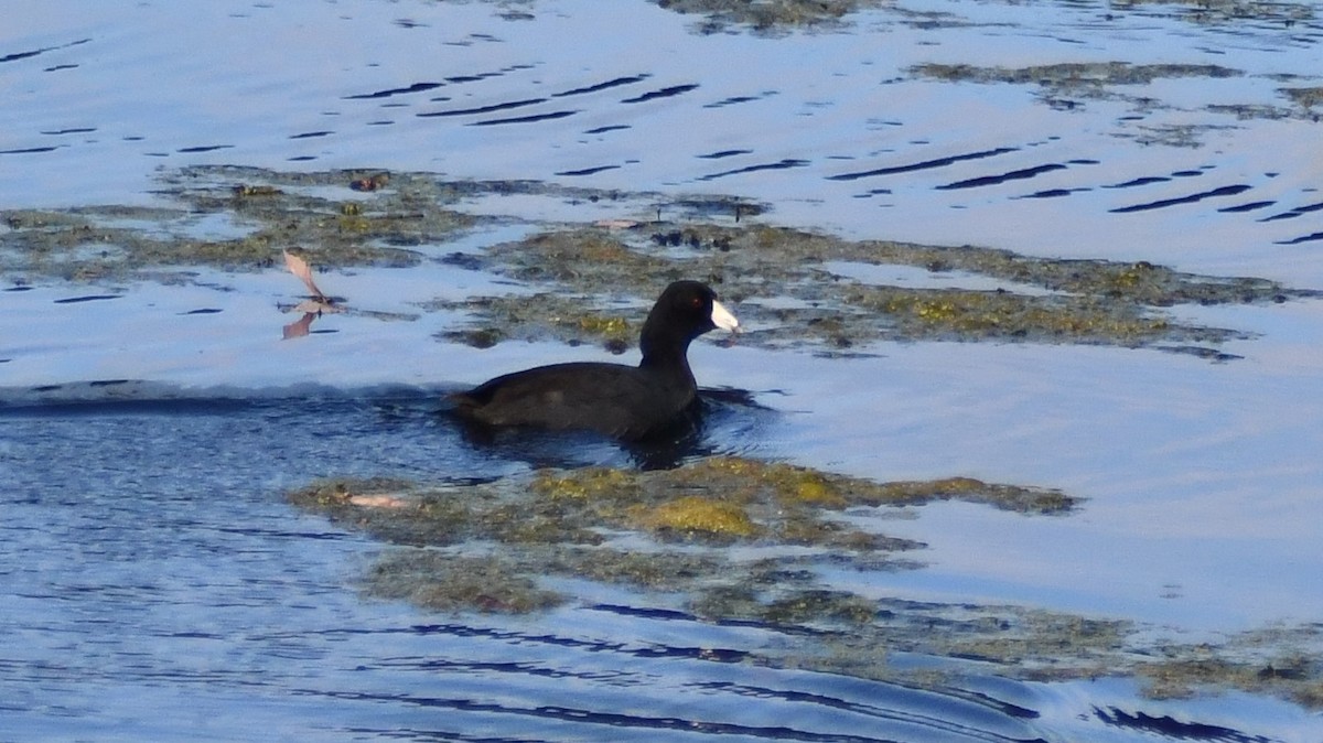 American Coot - ML644234382