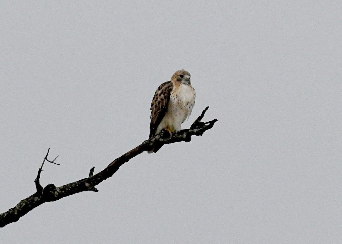 Red-tailed Hawk - ML644234383