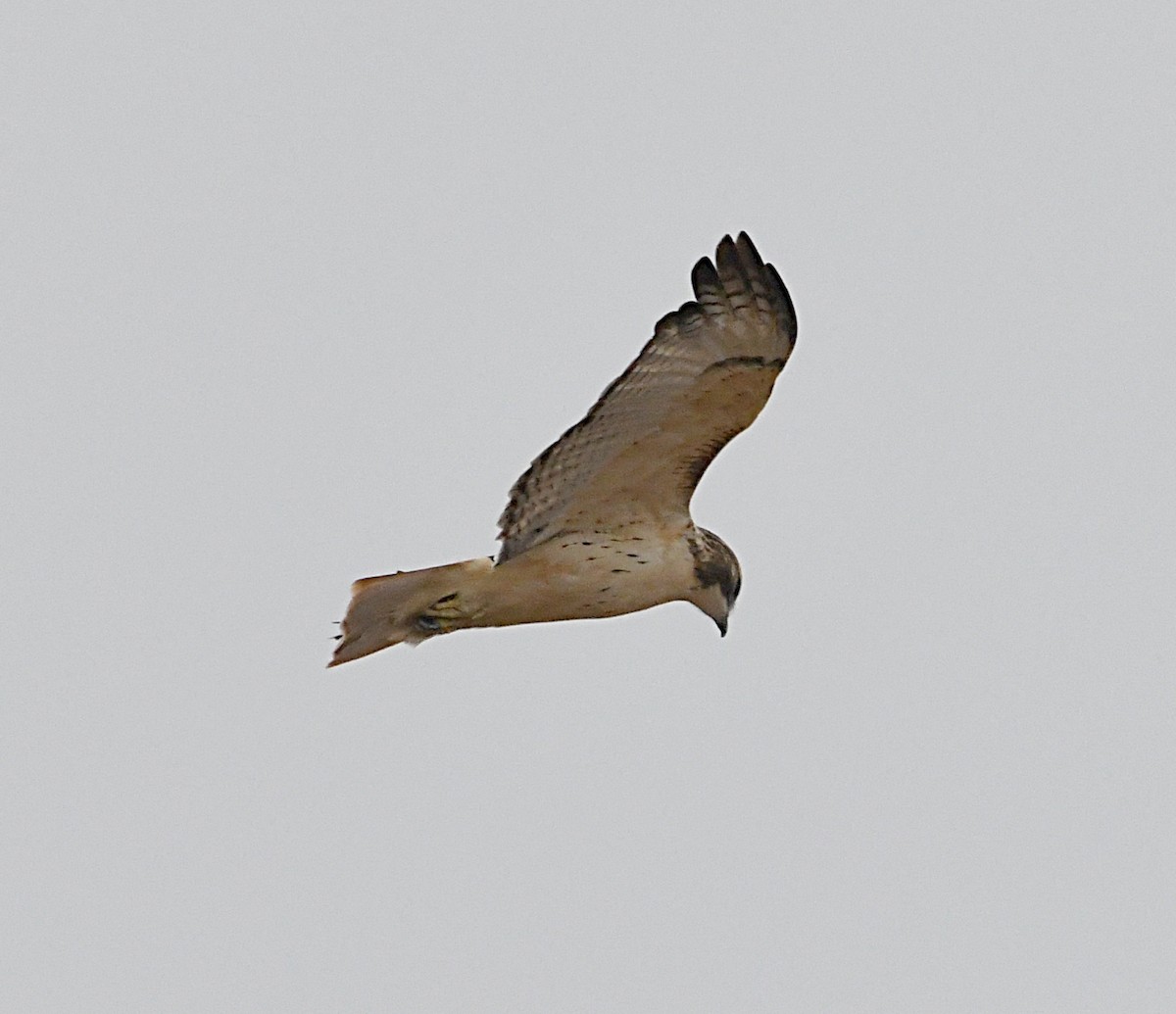 Red-tailed Hawk - ML644234384