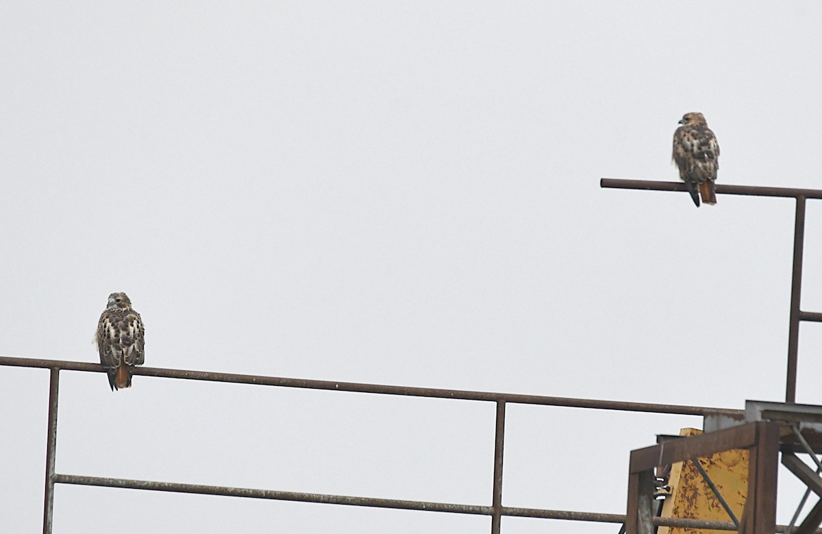 Red-tailed Hawk - ML644234385