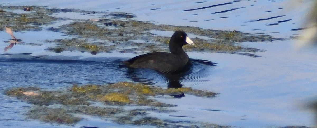 American Coot - ML644234386