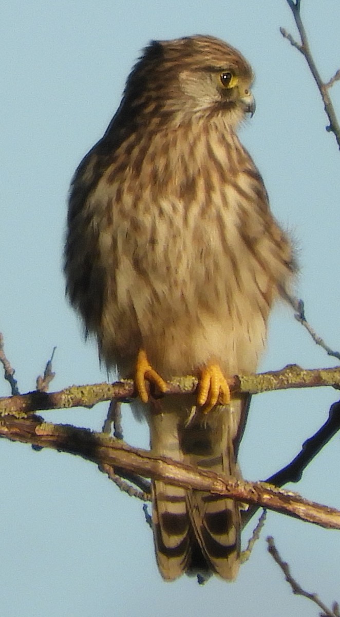 紅隼 - ML644234401