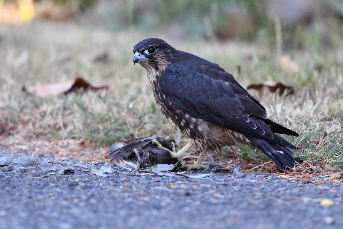 Merlin - Ryan Merrill