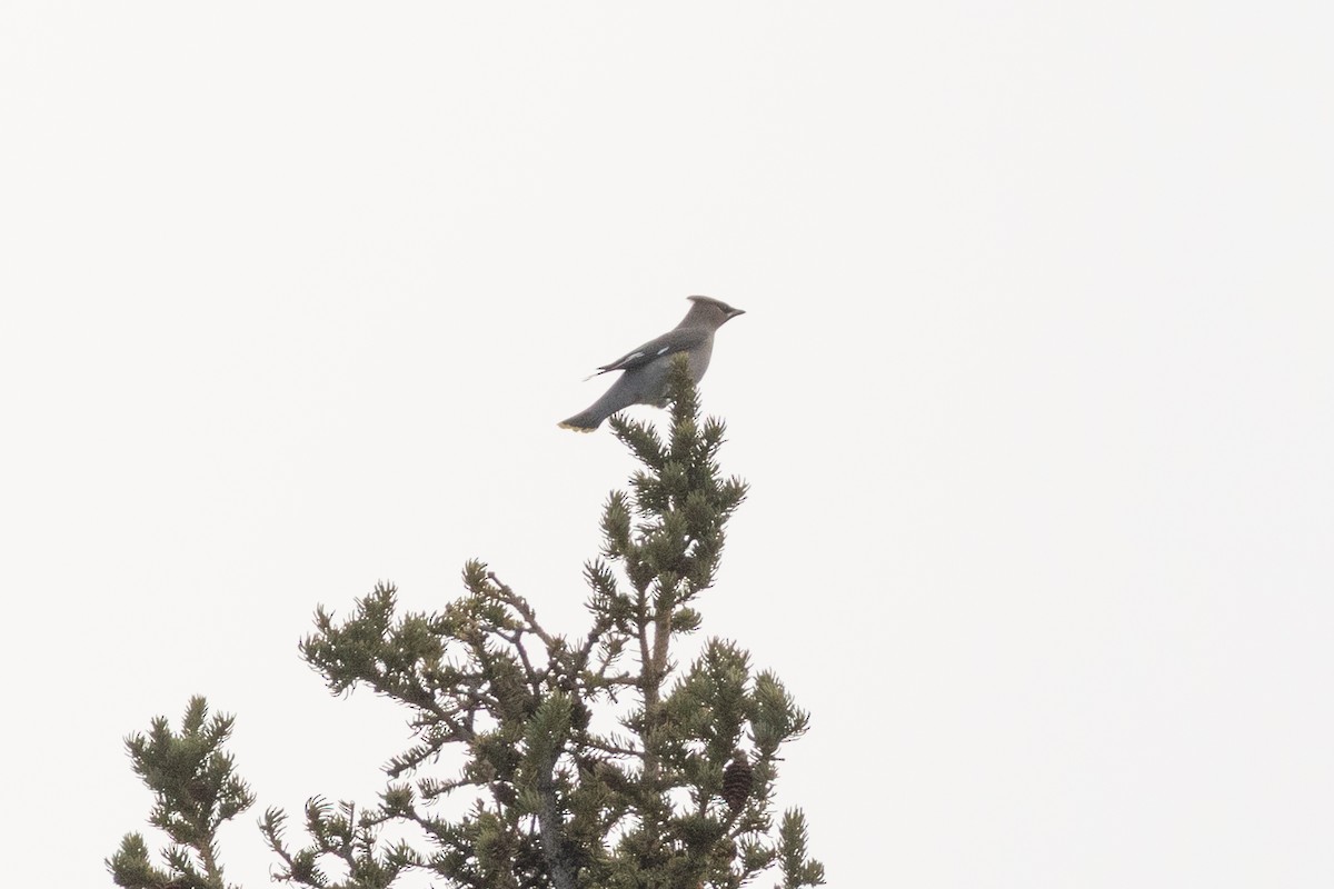 Buztanori boreala - ML644234415