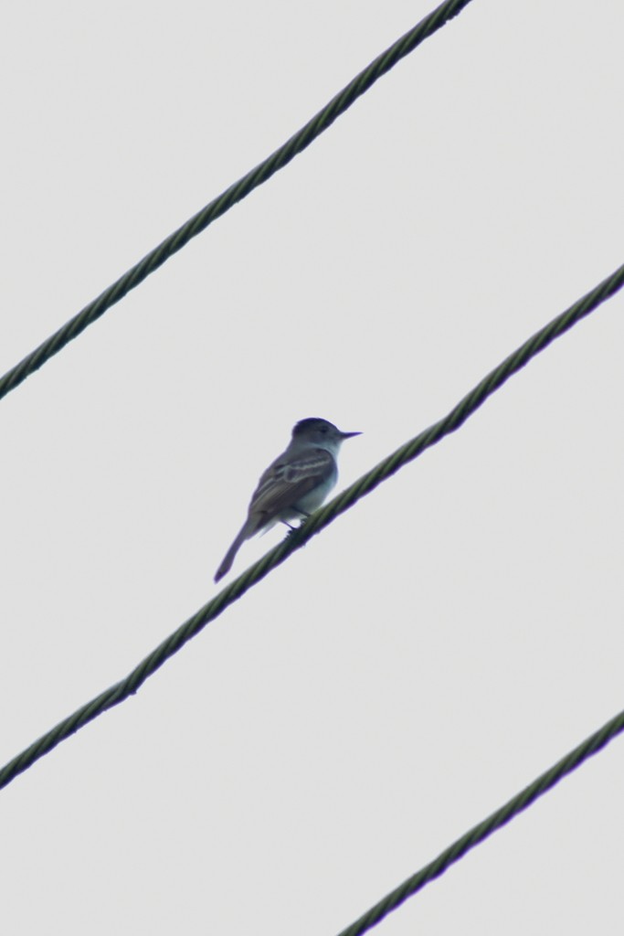 La Sagra's Flycatcher - ML644234418