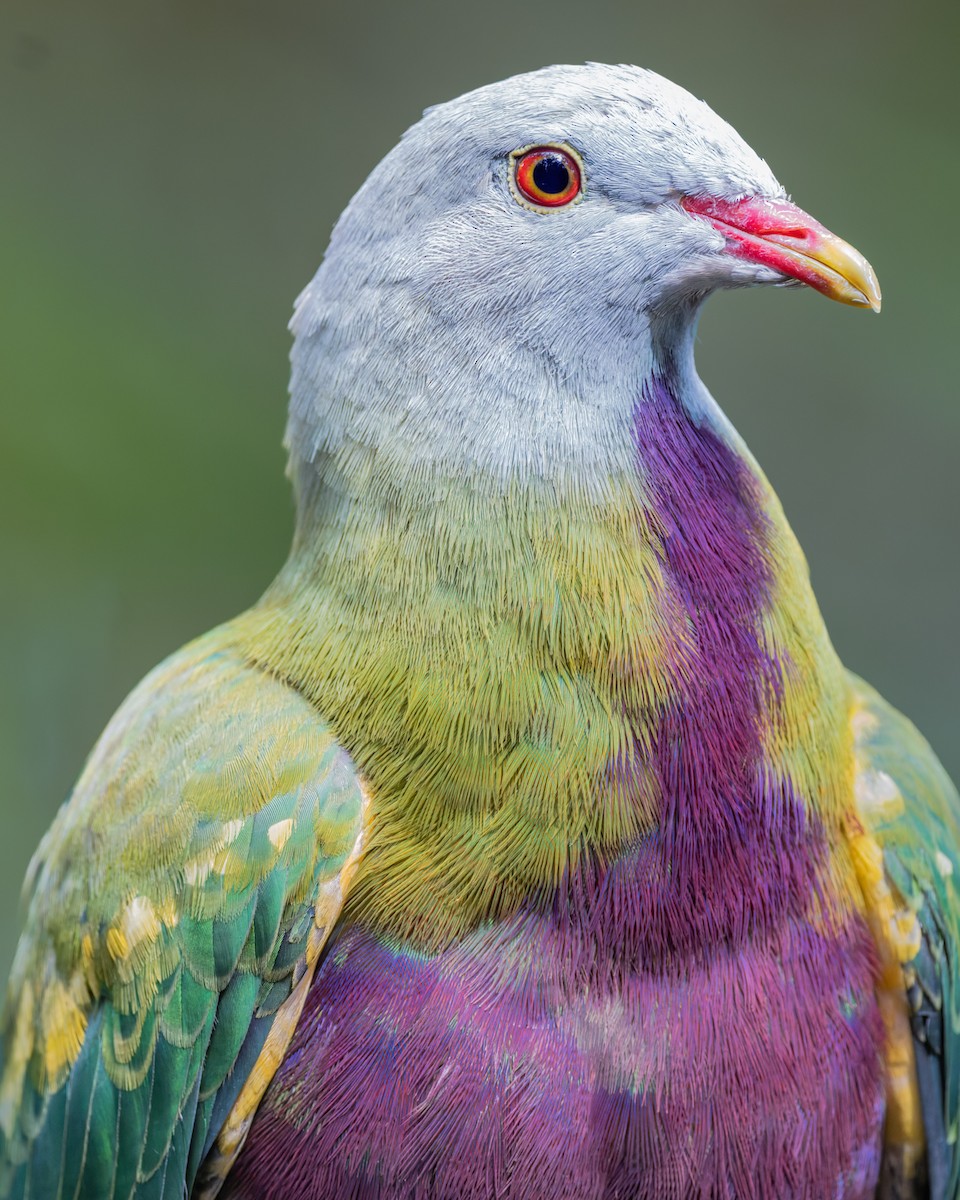 Purpurbrust-Fruchttaube - ML644234428