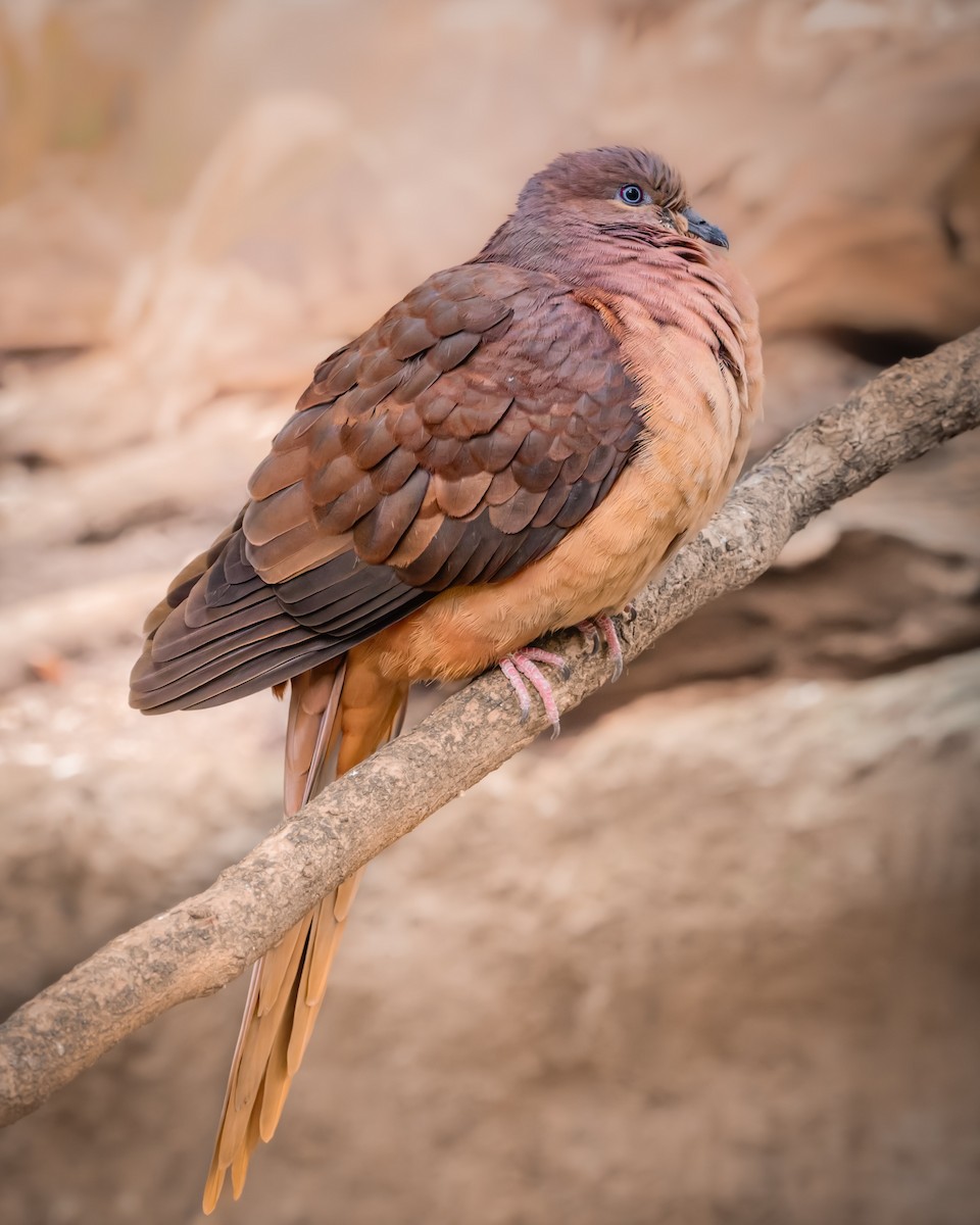 Maronentaube - ML644234447