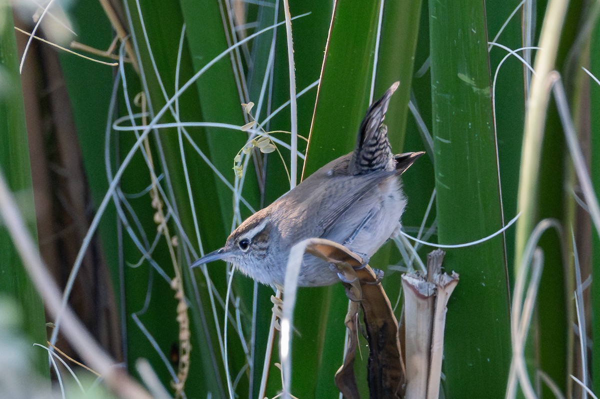 Підбуреник - ML644234459