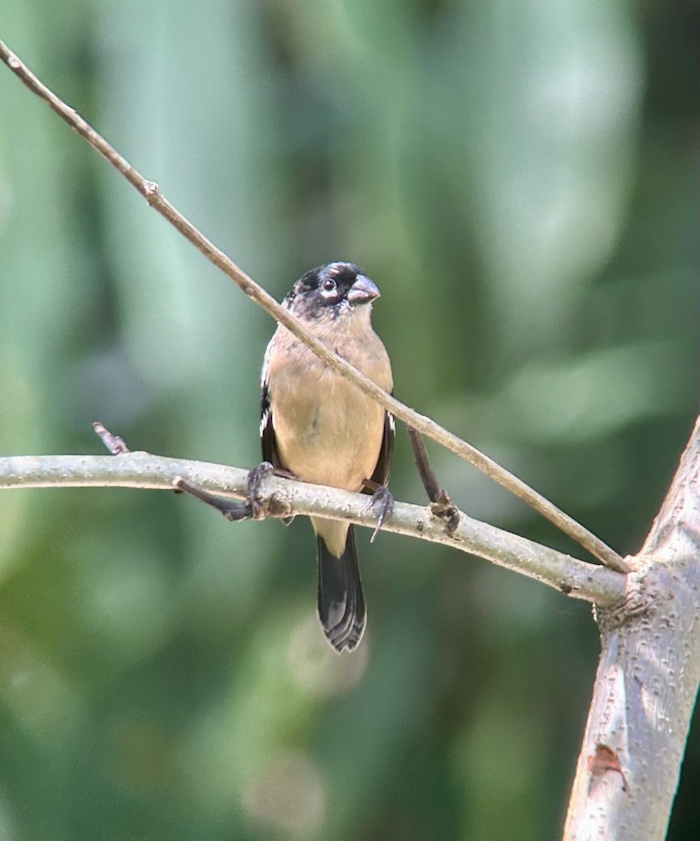 hvitkragefrøeter - ML644234463