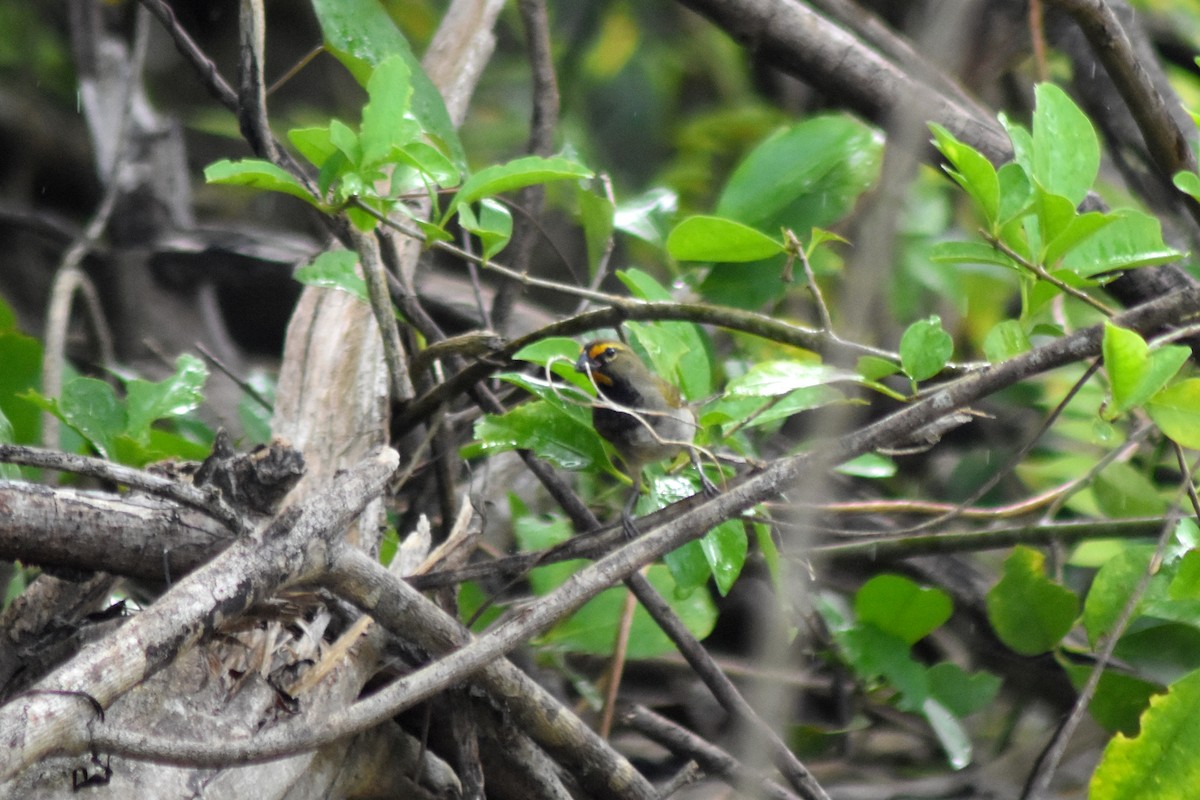 Yellow-faced Grassquit - ML644234503