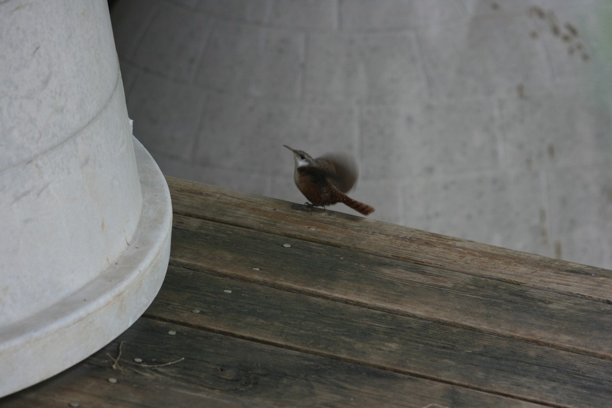 Canyon Wren - ML644234529