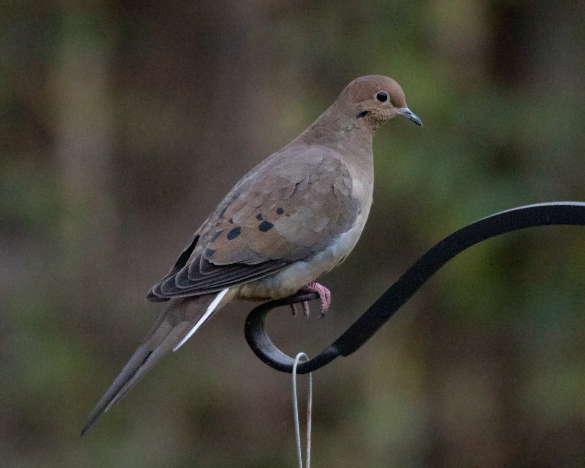 Mourning Dove - ML644234537