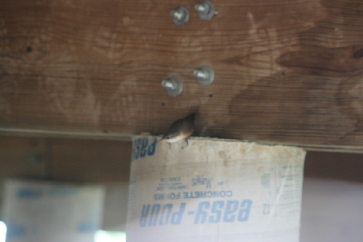 Canyon Wren - ML644234540