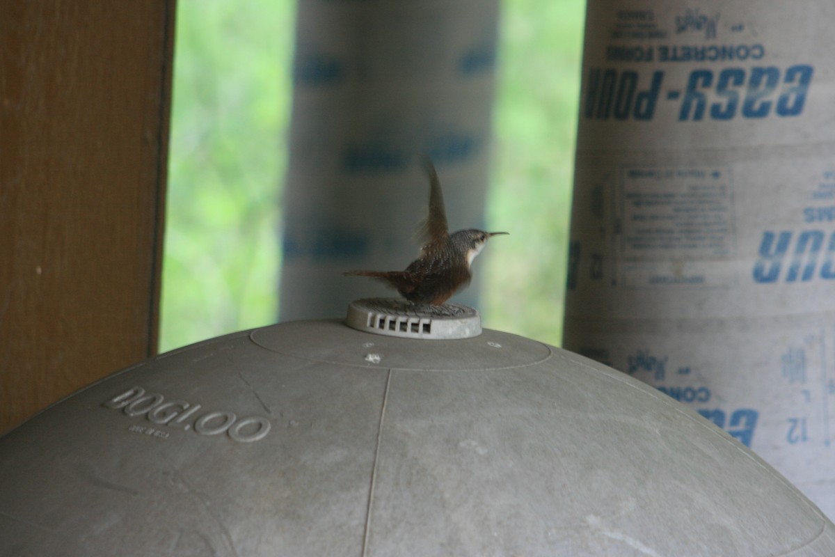 Canyon Wren - ML644234547