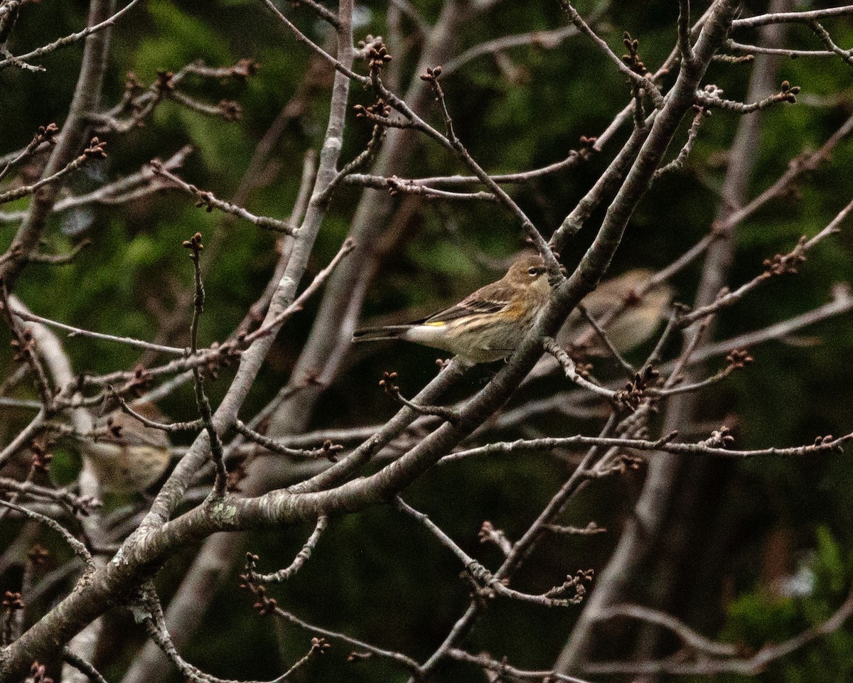 Yellow-rumped Warbler - ML644234550