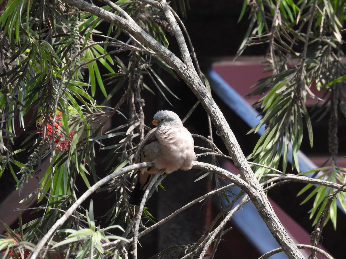 kvekkedue - ML644234551