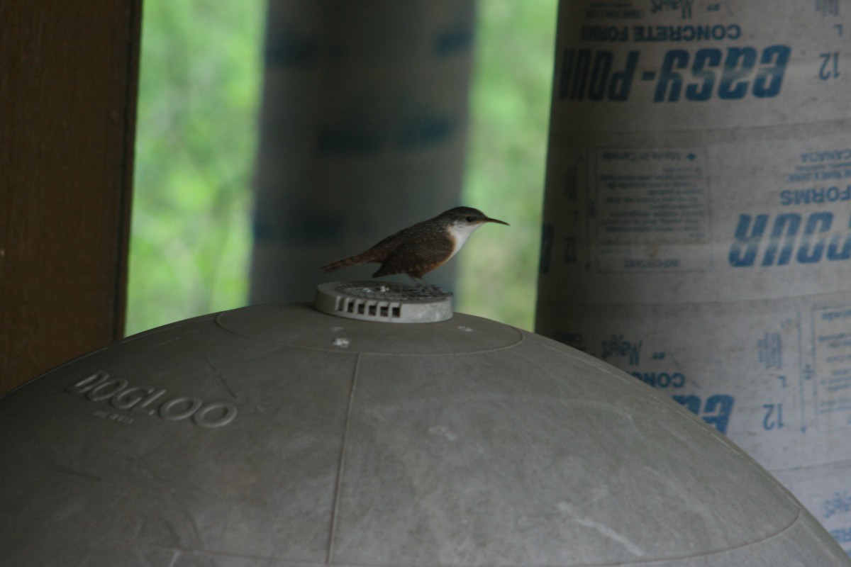 Canyon Wren - ML644234553