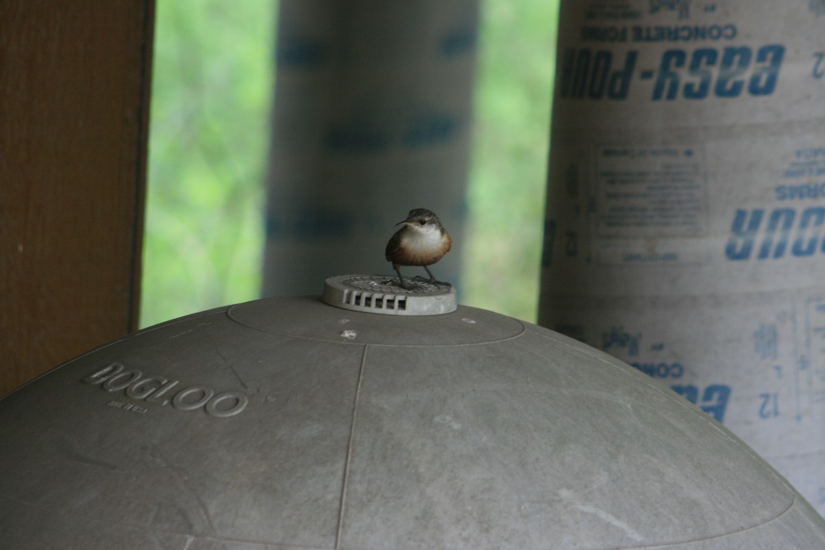 Canyon Wren - ML644234556