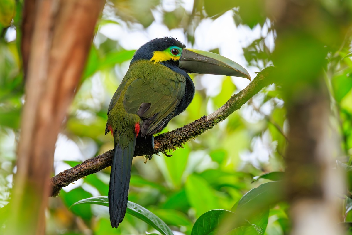 Toucanet à oreilles d'or - ML644234557