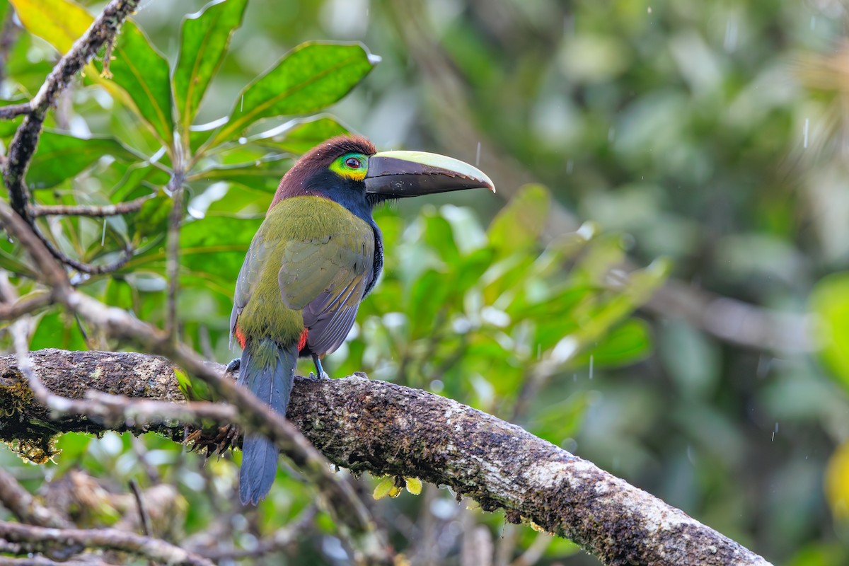 Toucanet à oreilles d'or - ML644234558