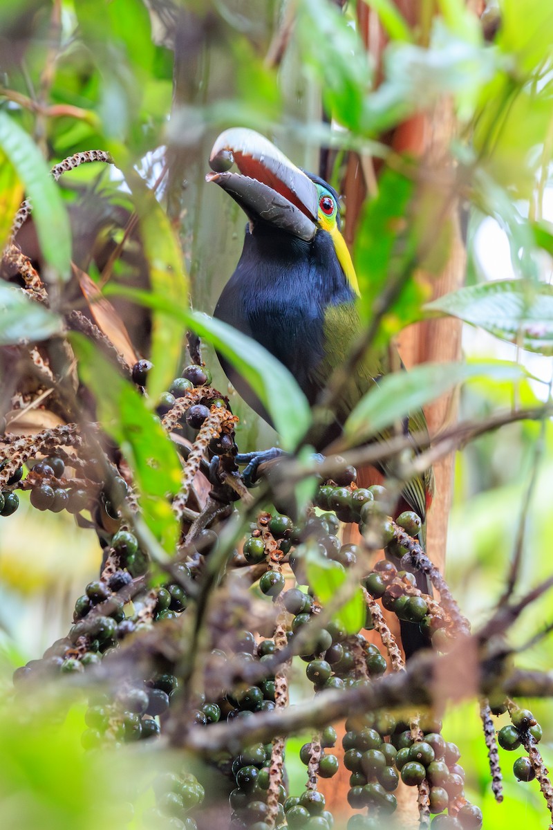 Toucanet à oreilles d'or - ML644234559