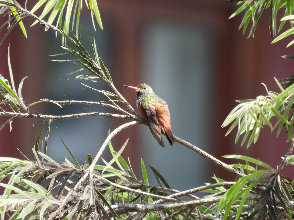 Amazilia Hummingbird - ML644234561