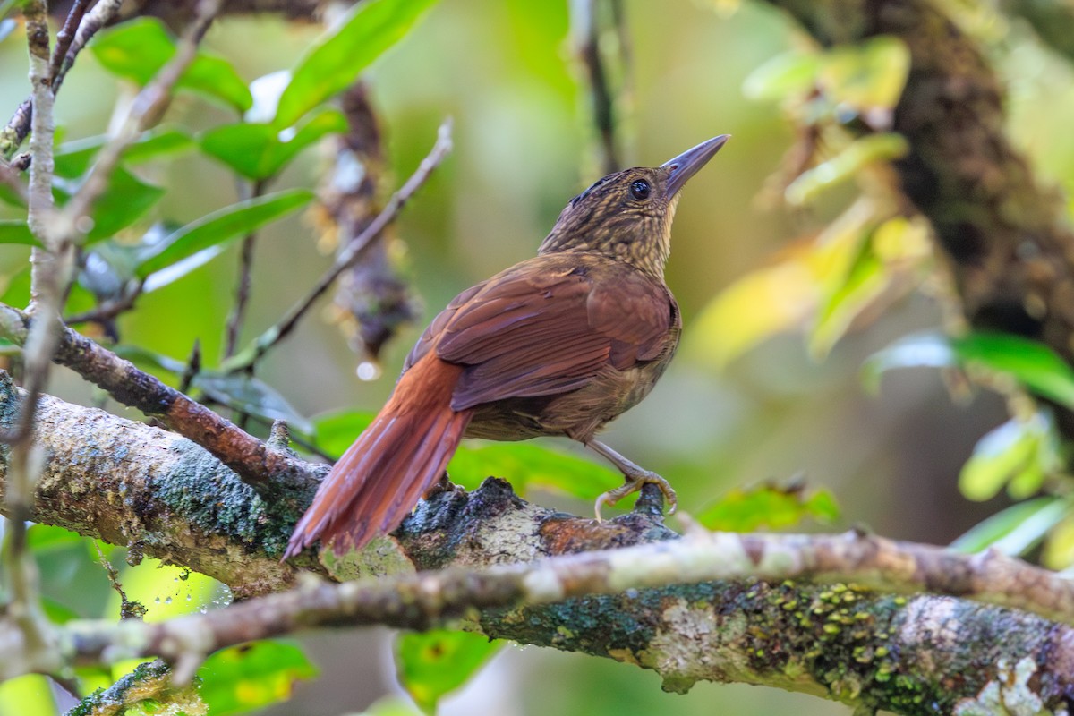 Ticotico Listado Occidental - ML644234562