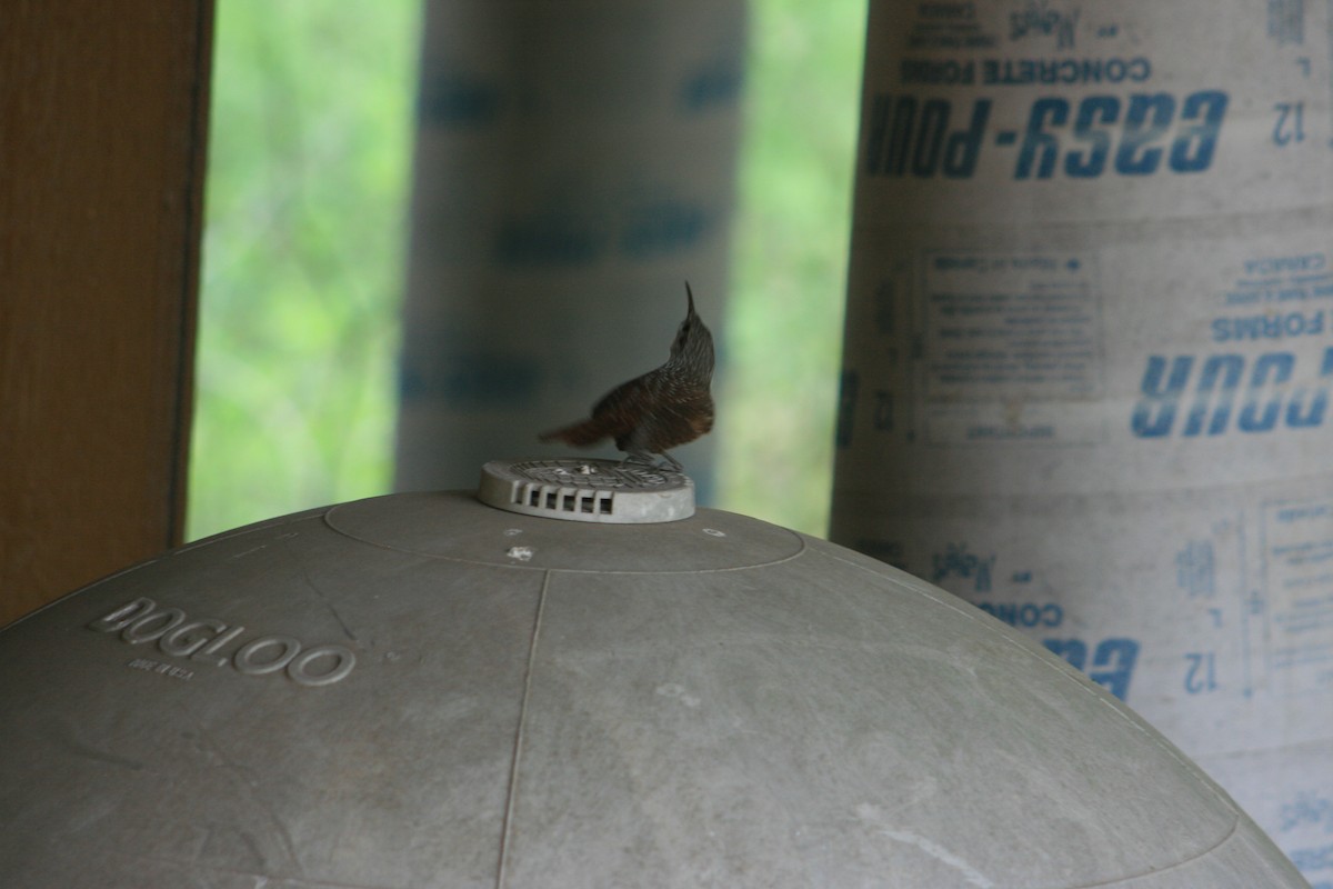 Canyon Wren - ML644234563