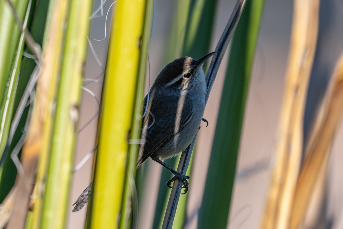 Підбуреник - ML644234574