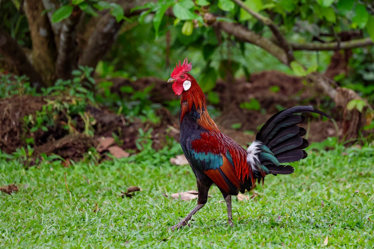 セキショクヤケイ - ML644234583