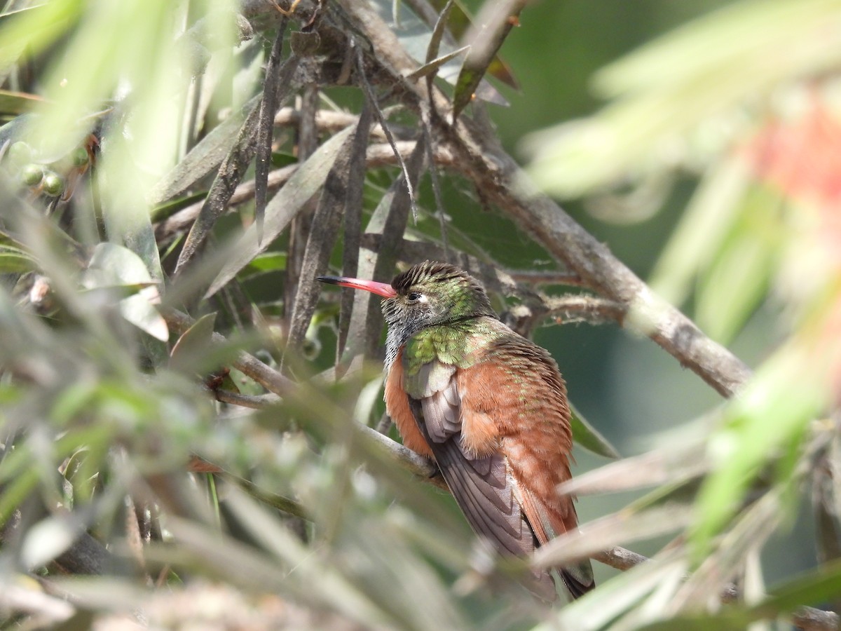 Amazilia Hummingbird - ML644234599