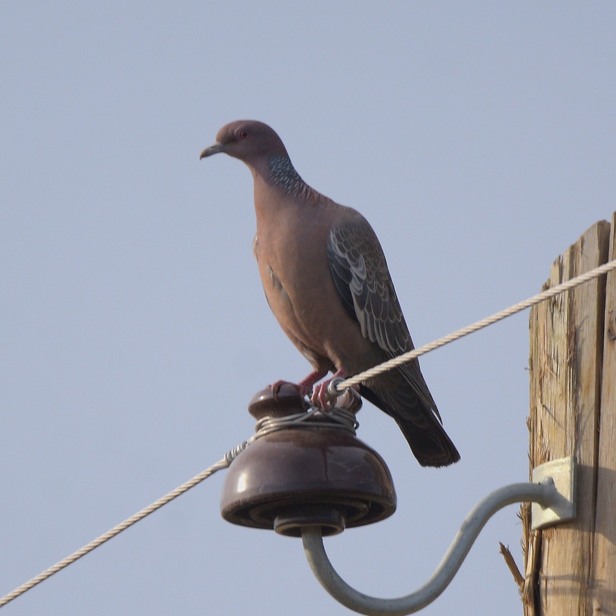 Pikazuro Güvercini - ML644234601