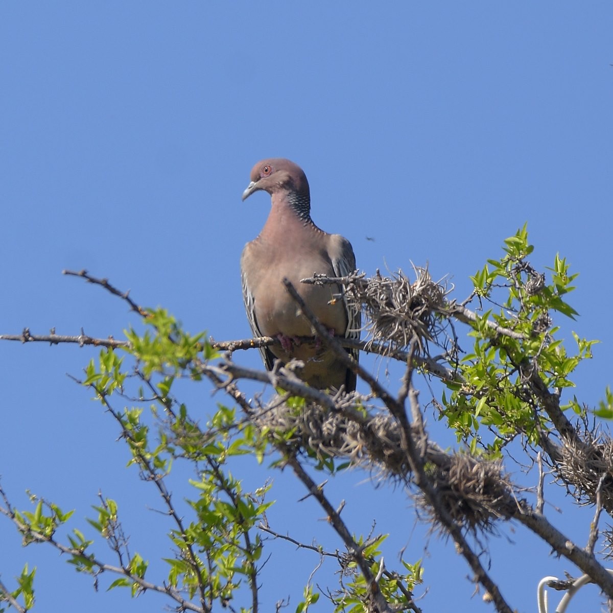 Pikazuro Güvercini - ML644234602