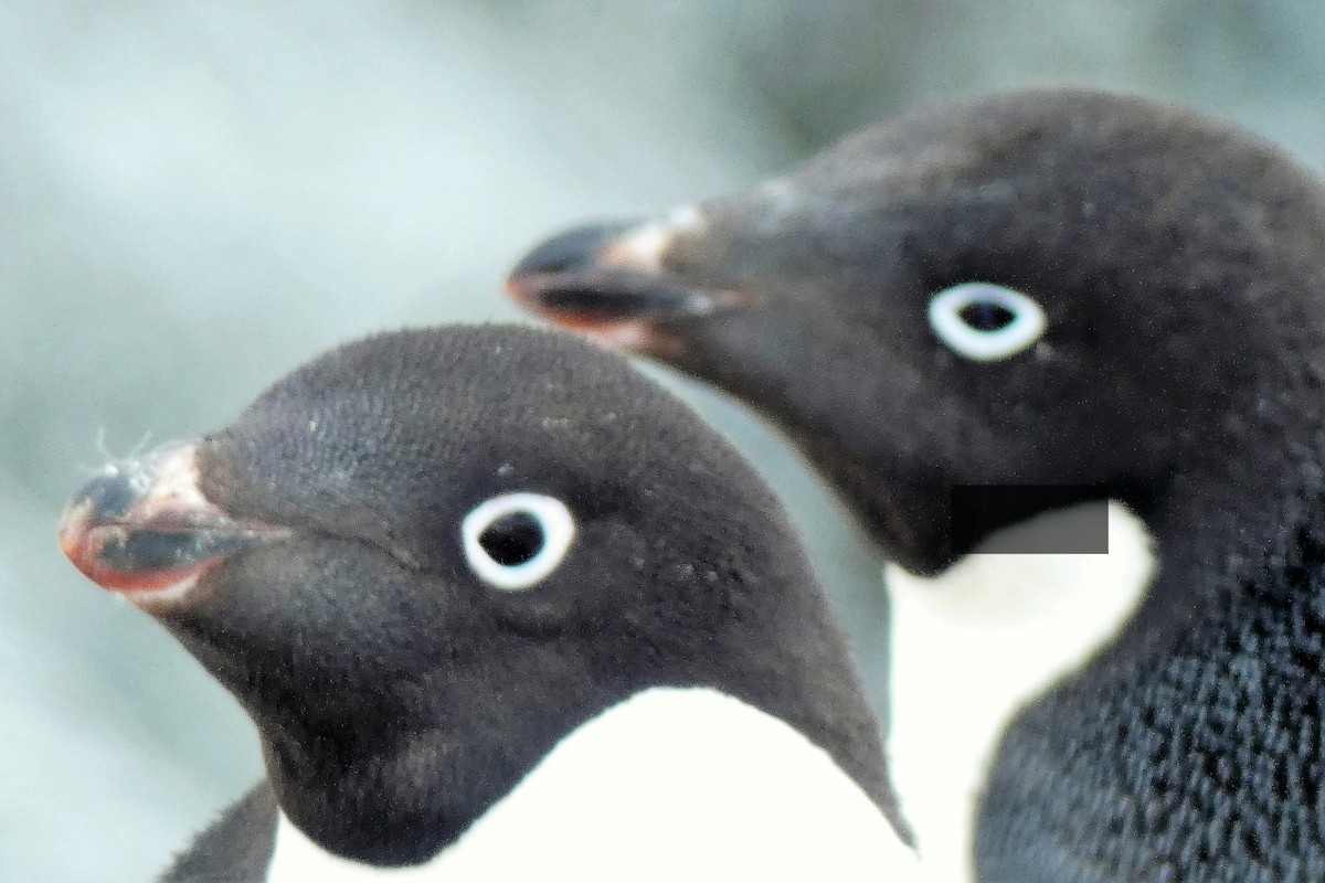 Adelie Penguin - ML644234610