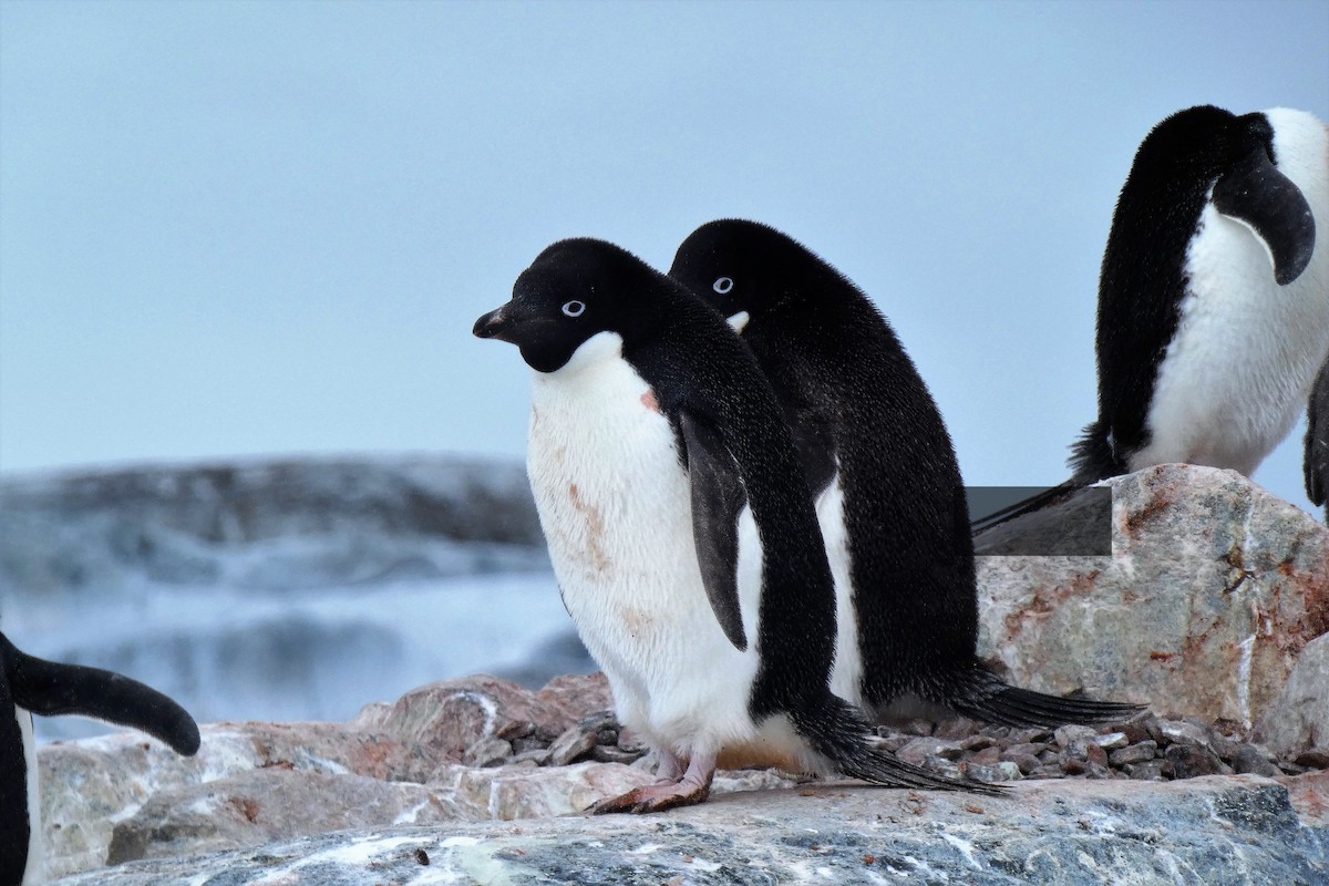 Adelie Penguin - ML644234611
