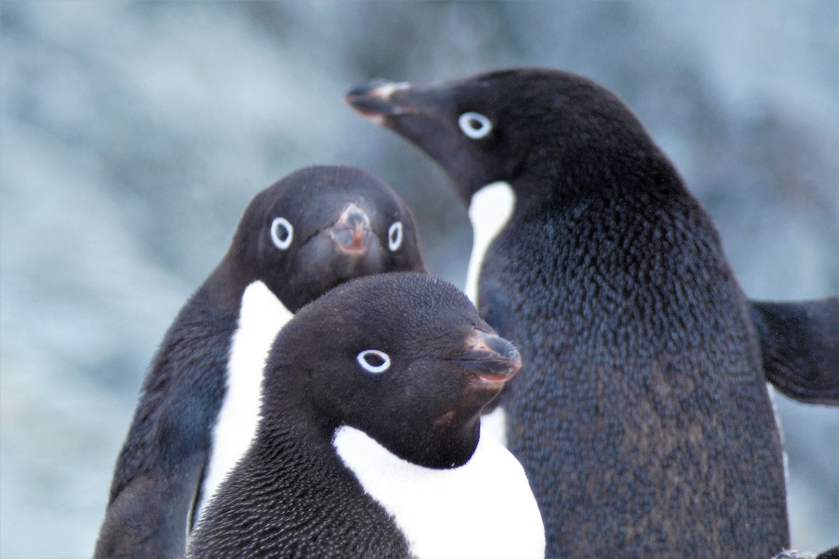 Adelie Penguin - ML644234612