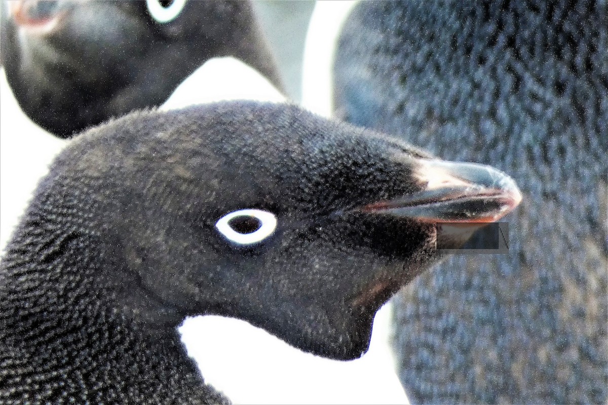 Adelie Penguin - ML644234613
