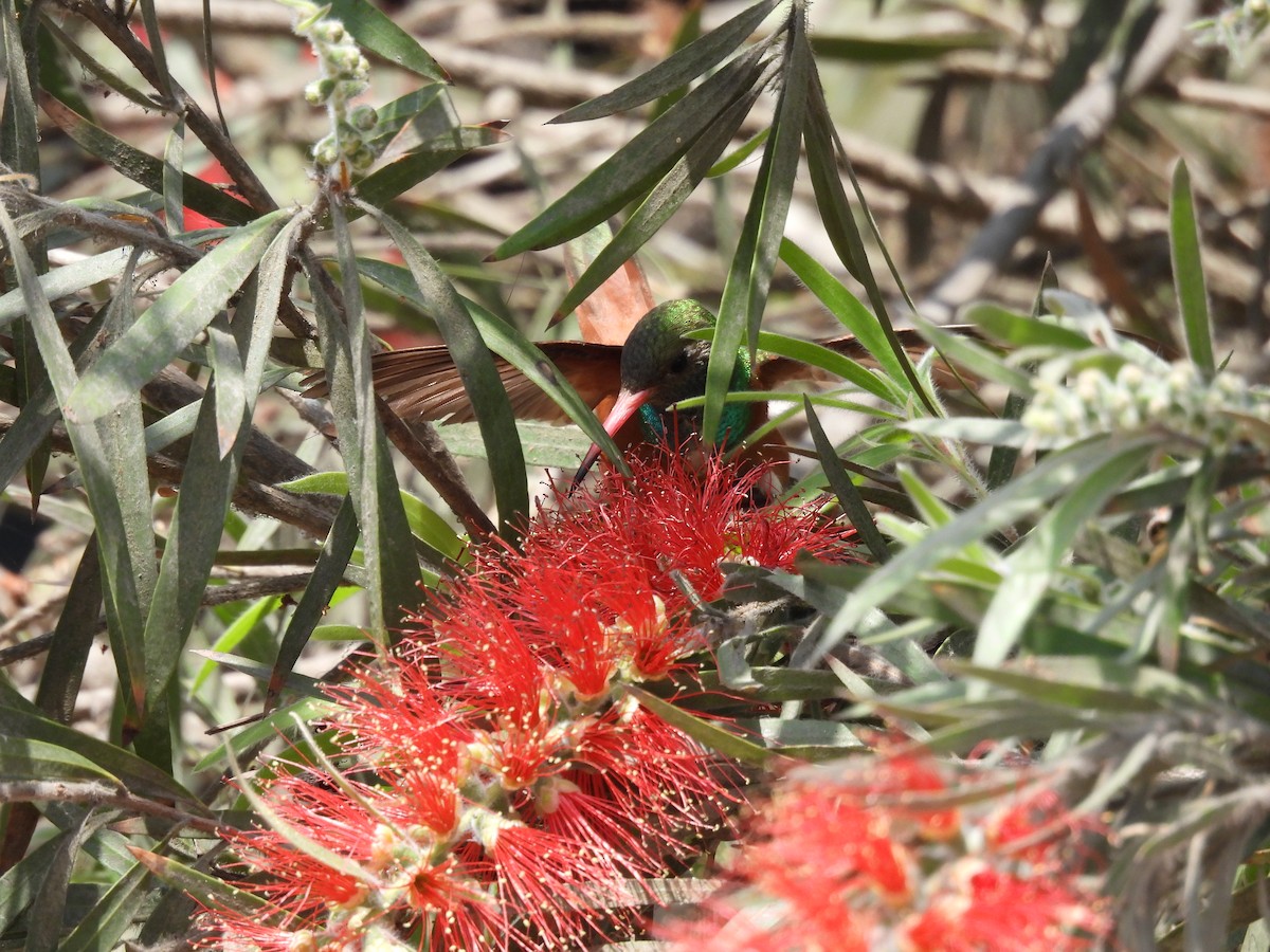 Amazilia Hummingbird - ML644234620