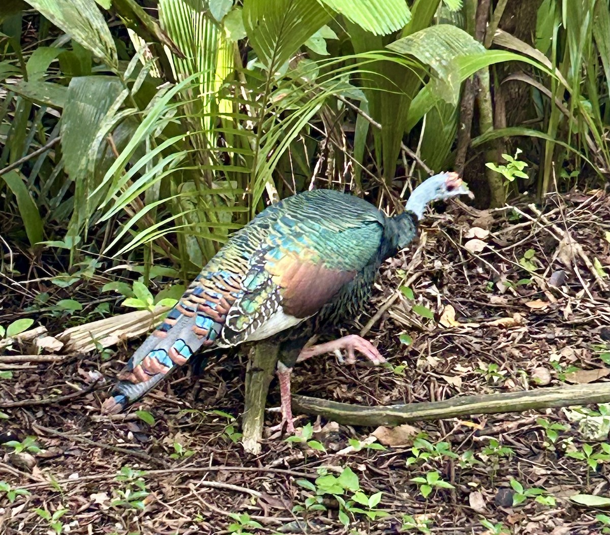 Ocellated Turkey - ML644234627
