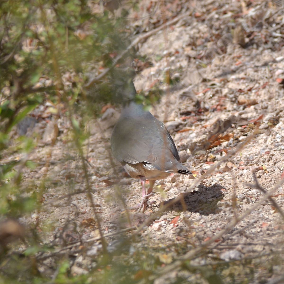White-tipped Dove - ML644234631