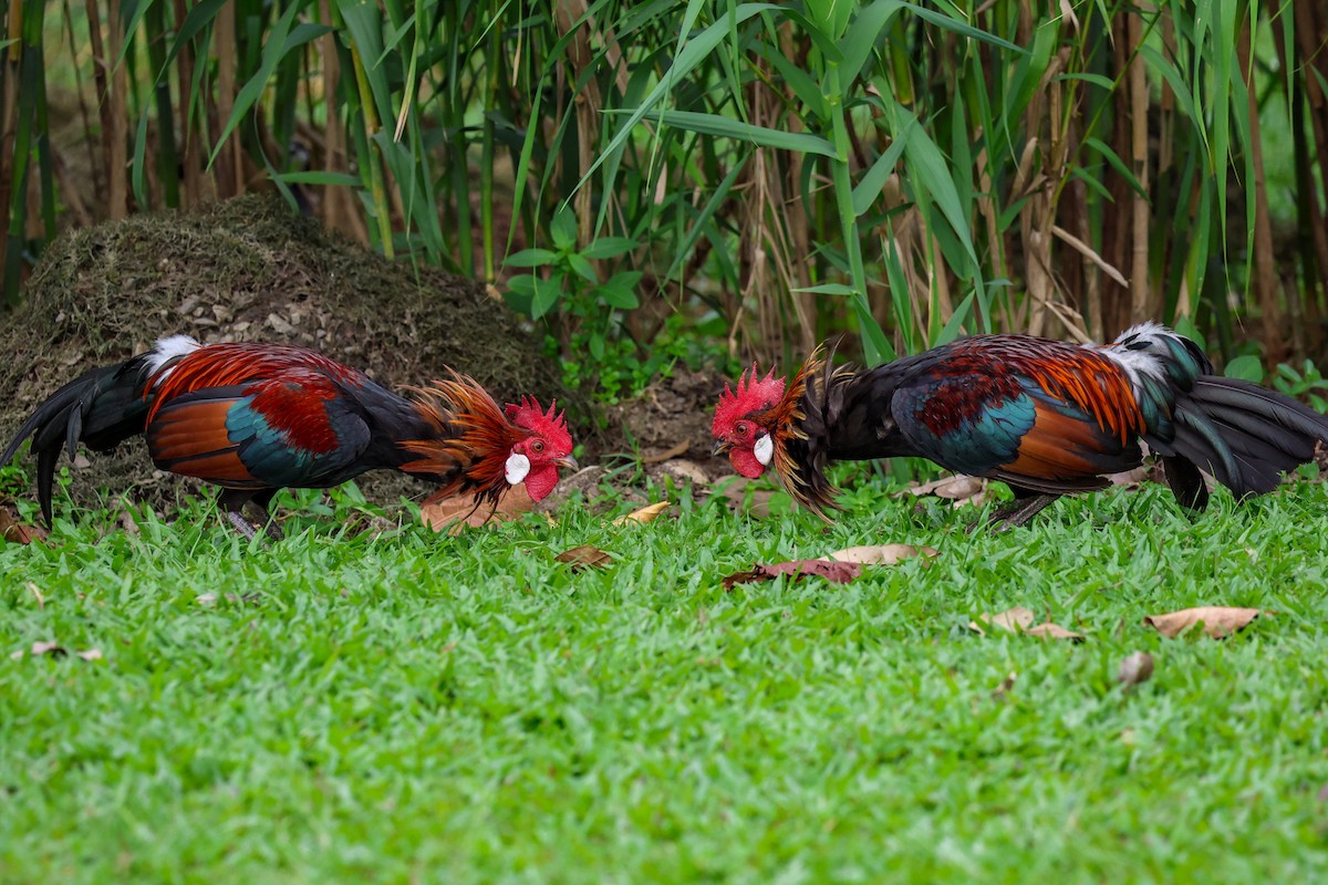 セキショクヤケイ - ML644234643