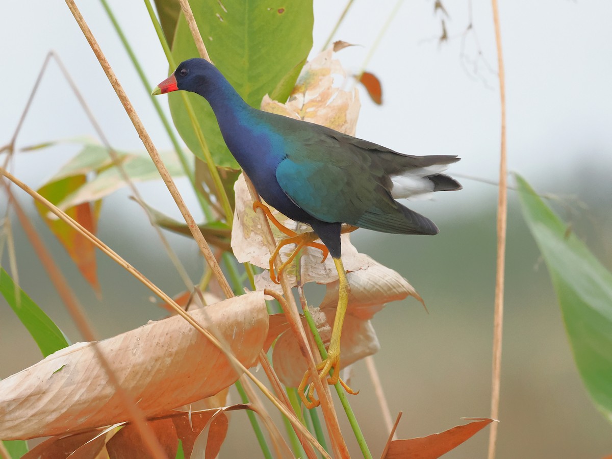 Uroilo urdin amerikarra - ML644234646