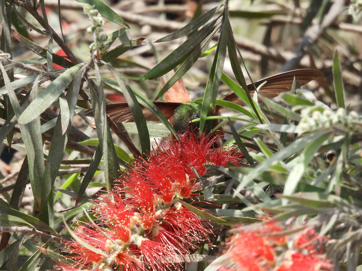 Amazilia Hummingbird - ML644234658