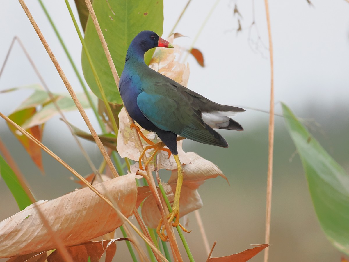 Uroilo urdin amerikarra - ML644234664