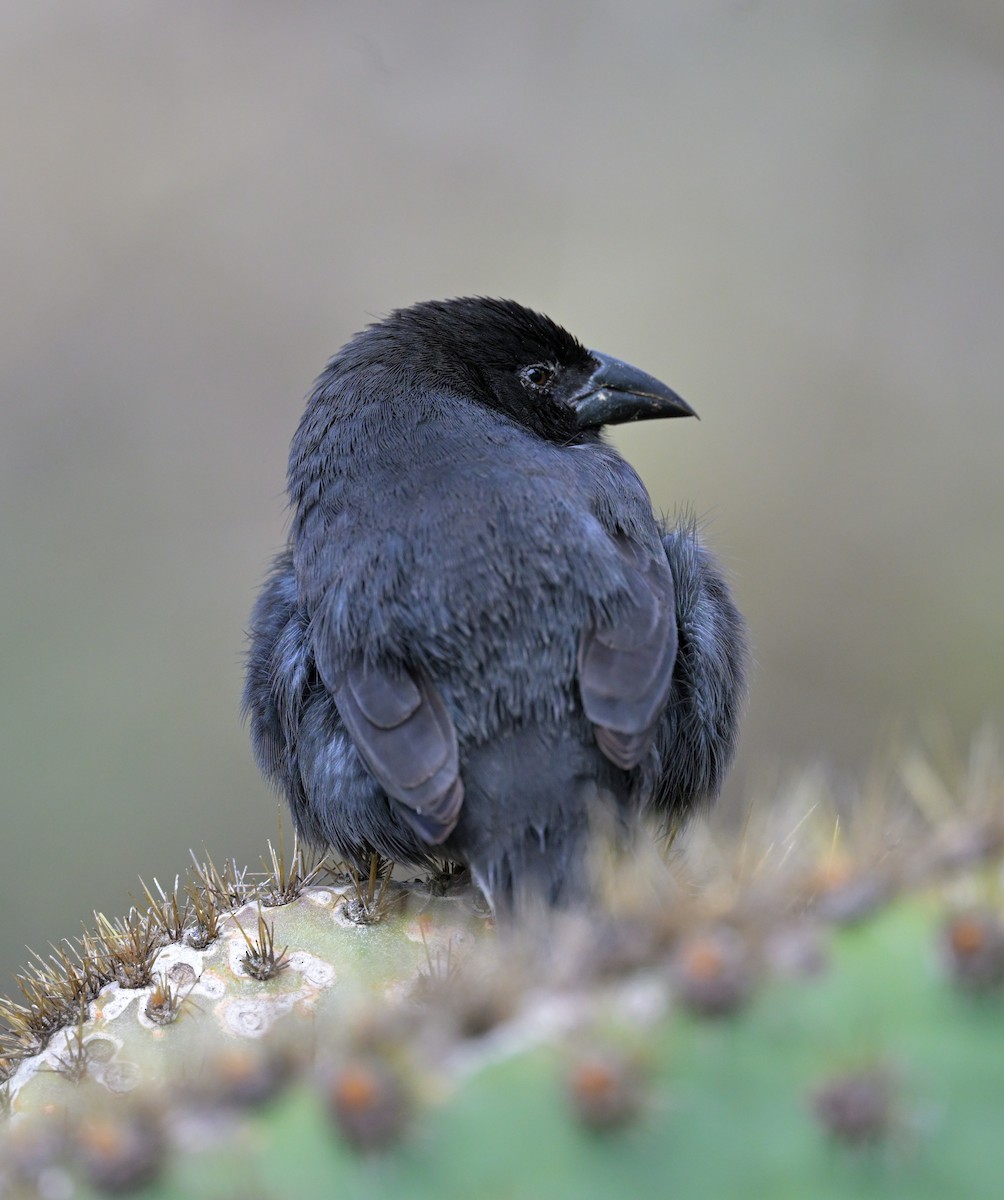 Kaktusgrundfink - ML644234673