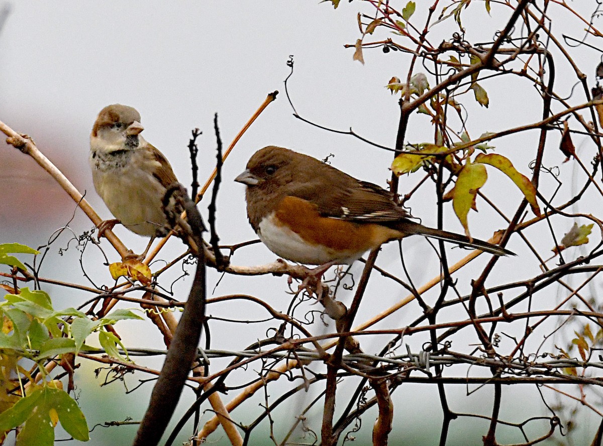 Eastern Towhee - ML644234706