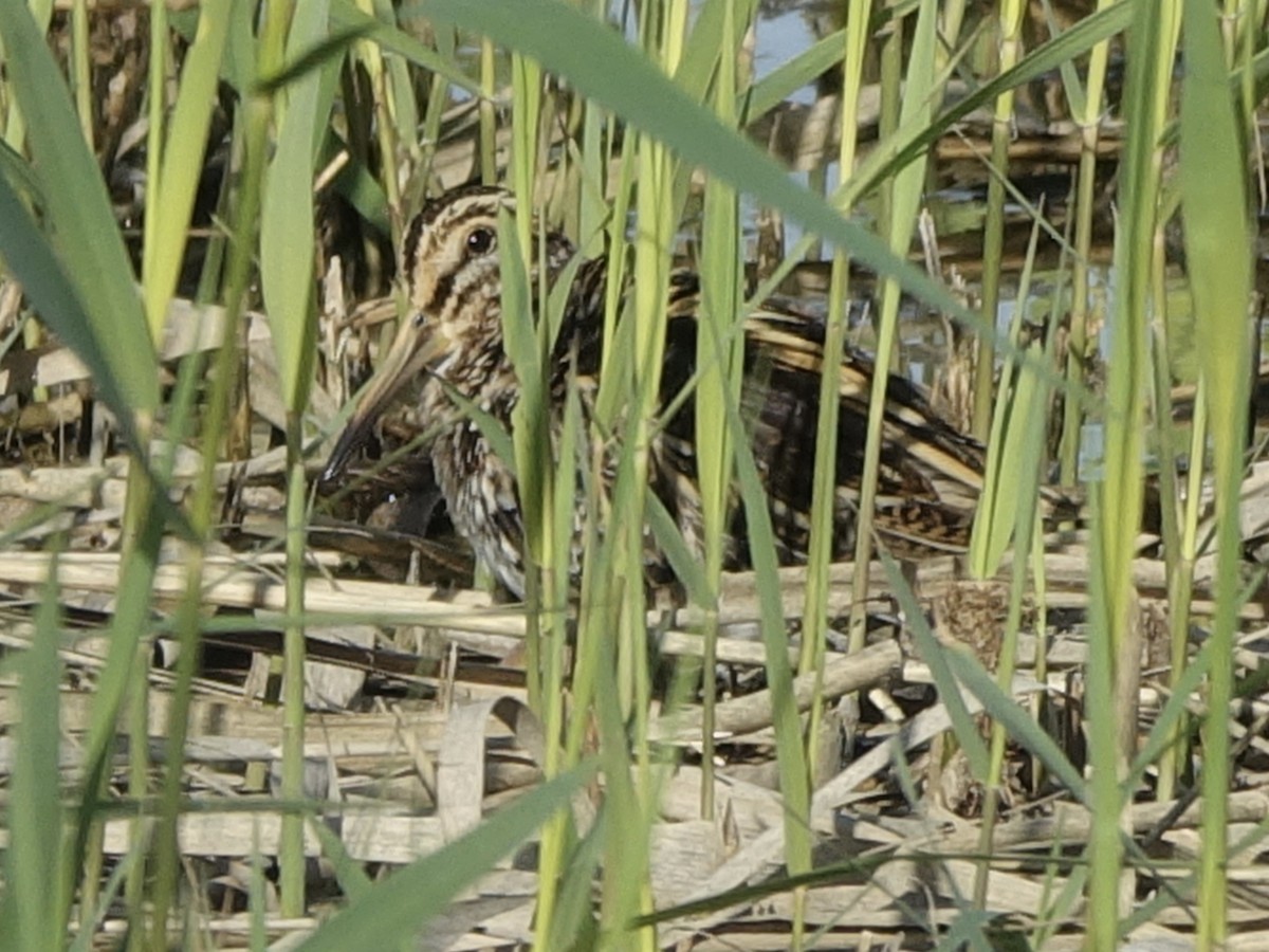 Frullino - ML644234712