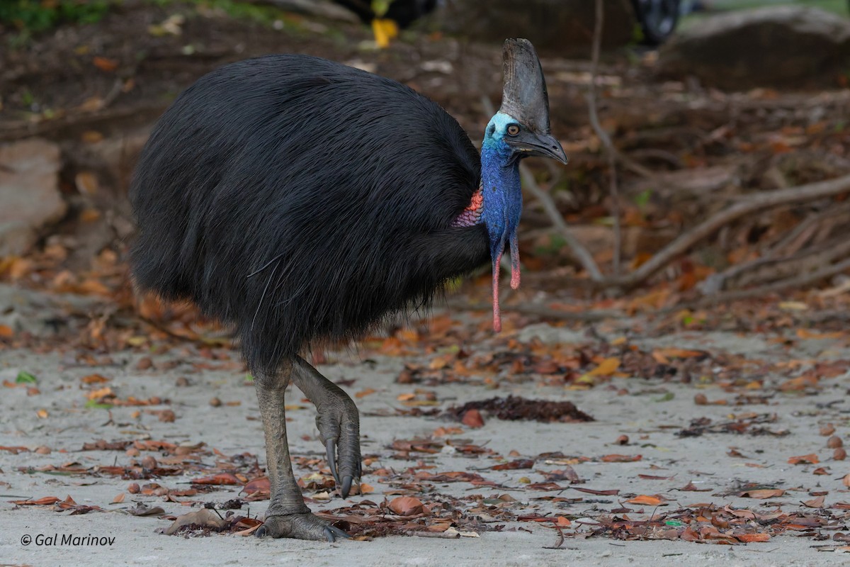 Southern Cassowary - ML644234716