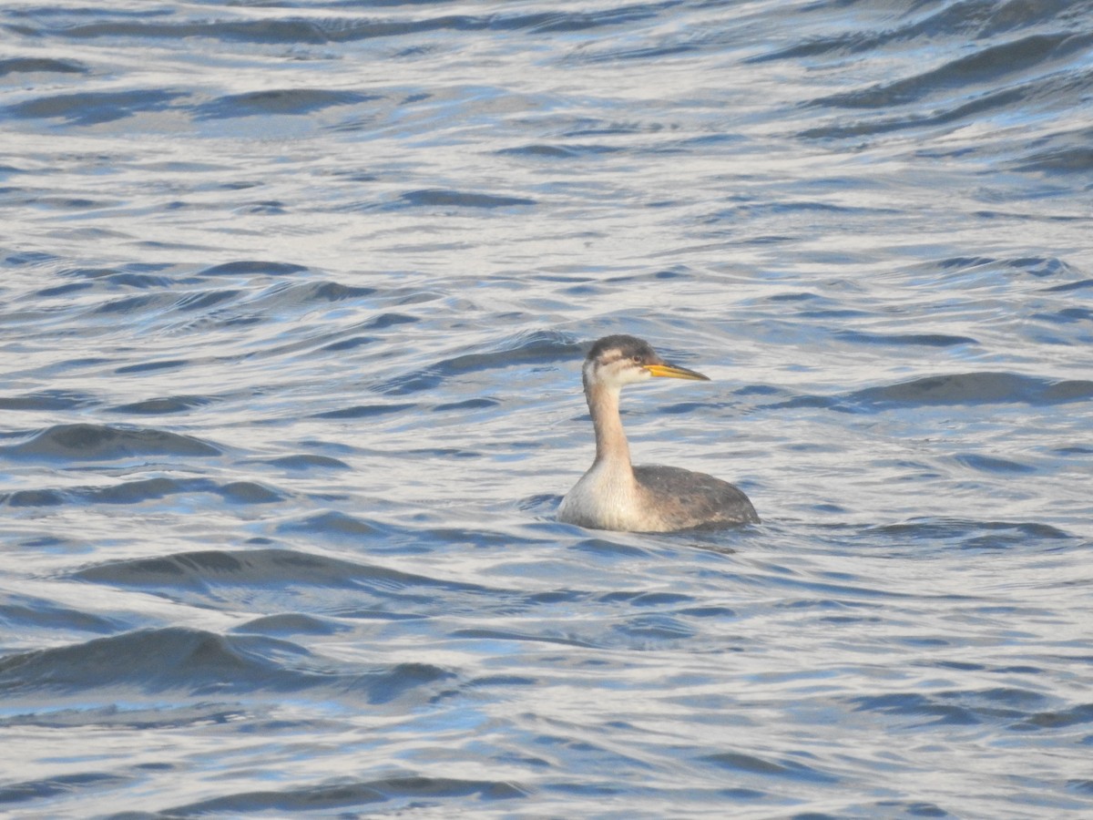 Red-necked Grebe - ML644234718