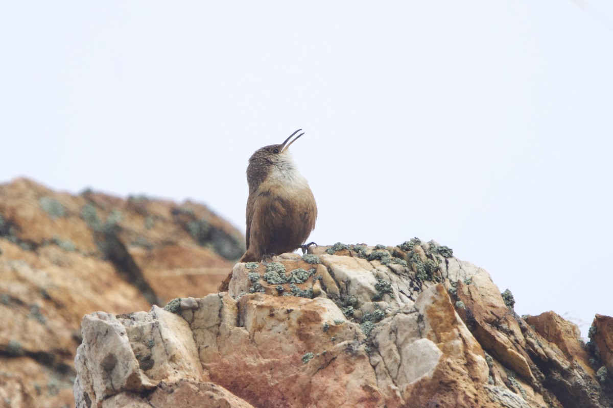 Canyon Wren - ML644234734